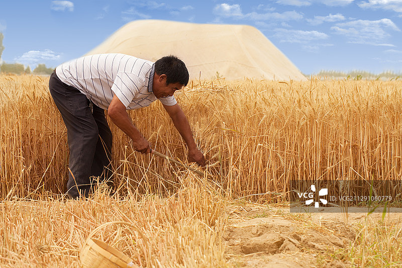 一位农民正在收个麦子图片素材