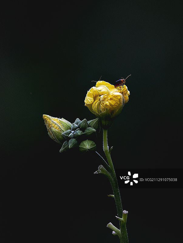 《攀高远眺》 严振宁 宁都县总工会 13979791217图片素材