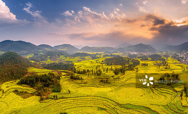 云南罗平油菜花海图片素材
