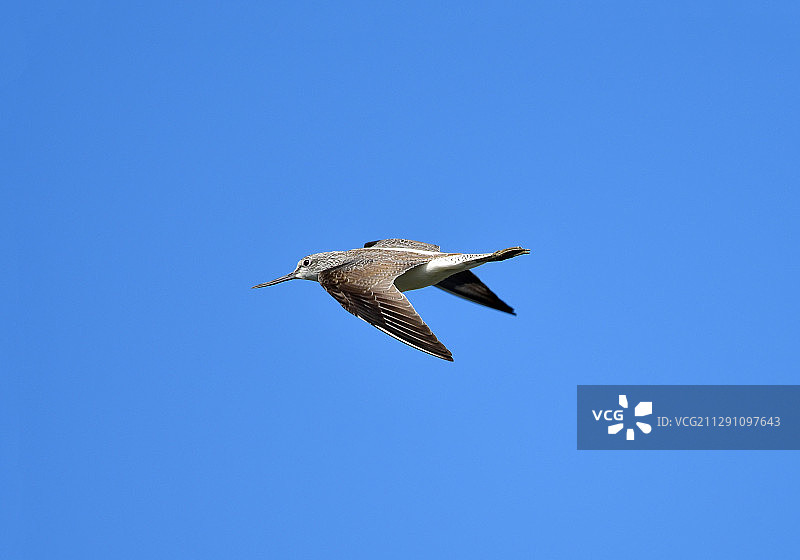蓝天下飞翔的青脚鹬图片素材