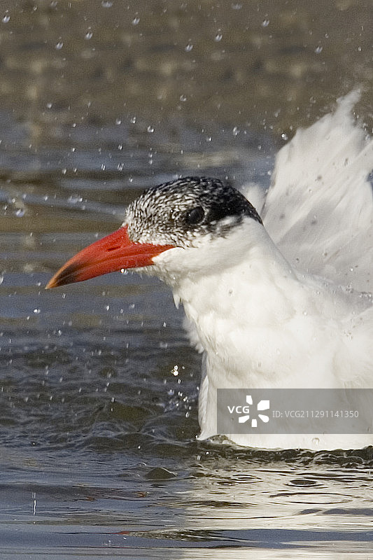 里海燕鸥沐浴特写图片素材
