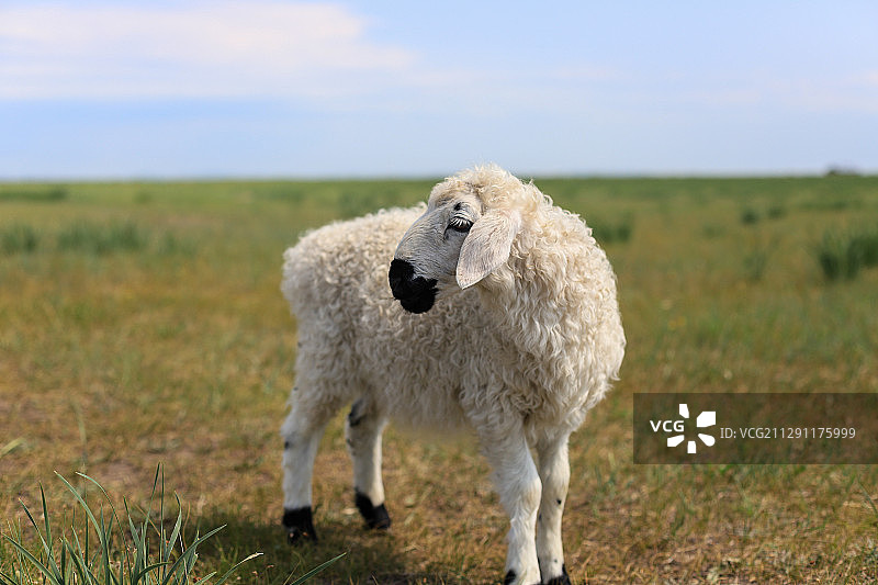 可爱的绵羊图片素材
