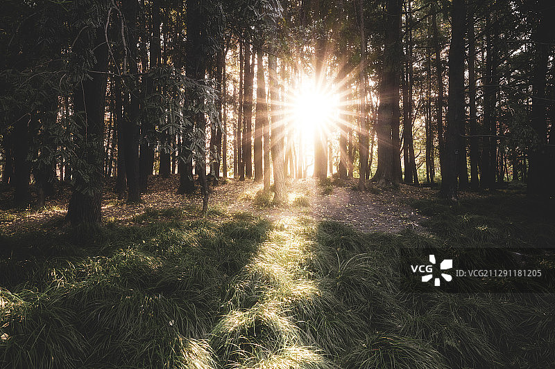 上海植物园秋天的水杉林图片素材