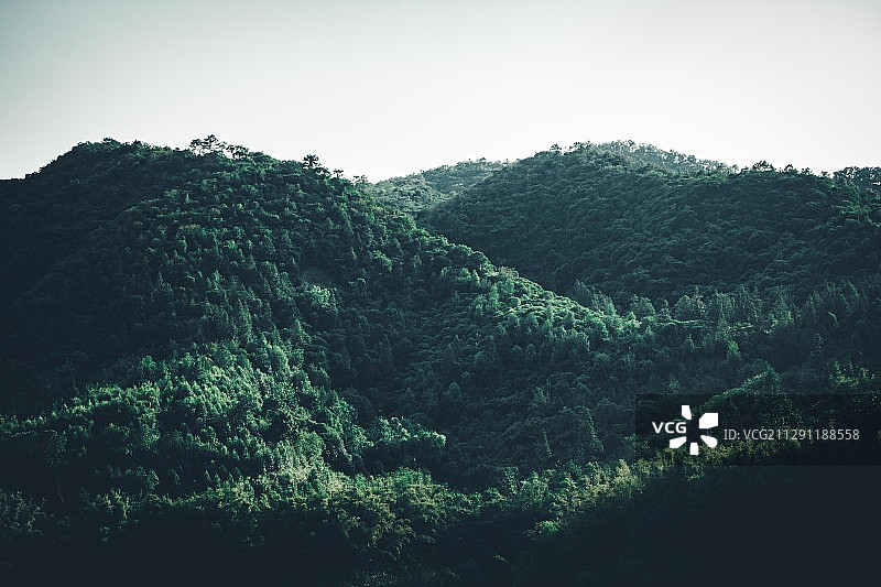 幽静林道图片素材