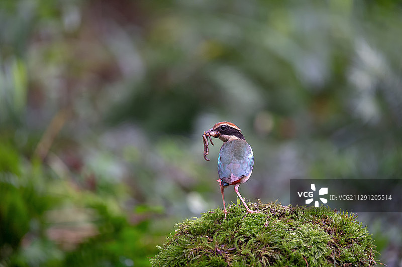 捉虫的小鸟图片素材