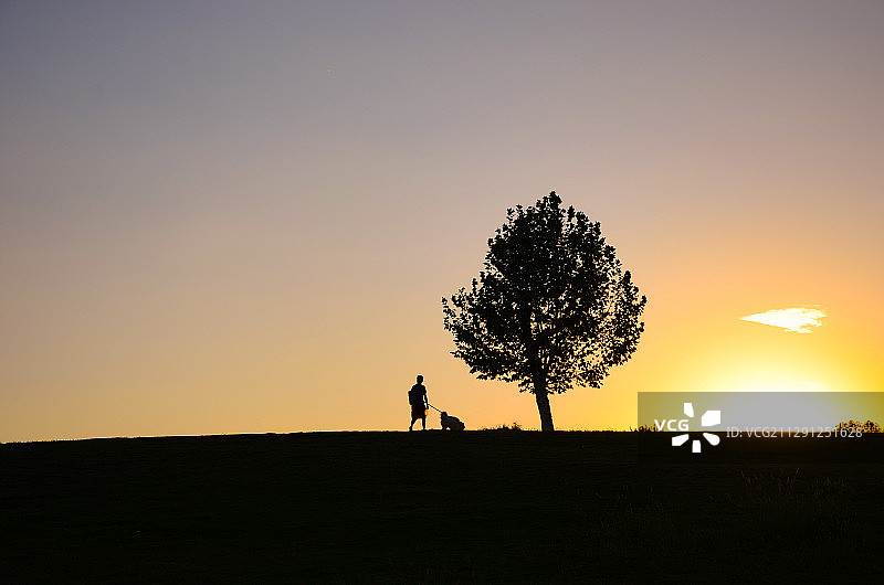 夕阳下的一棵树图片素材
