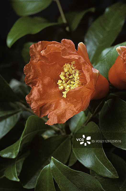 石榴花图片素材