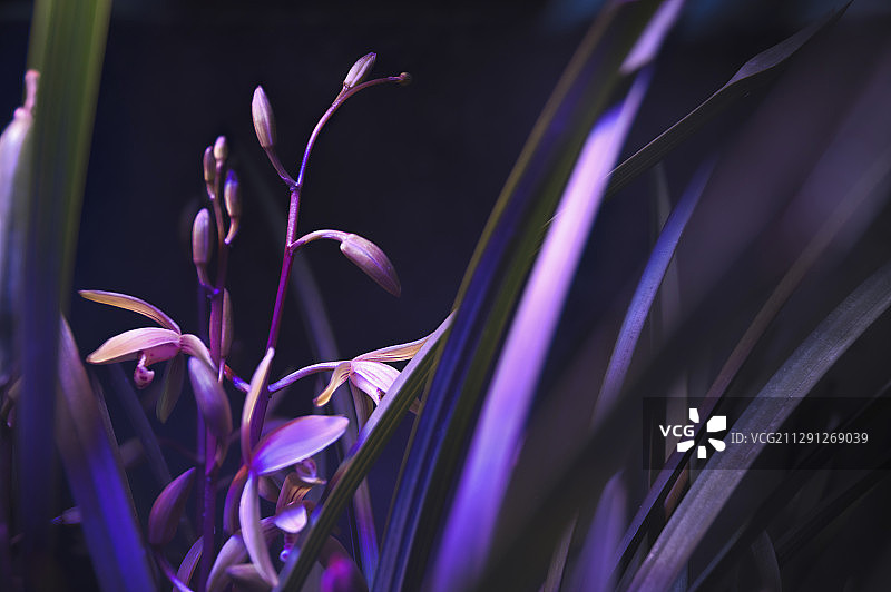 紫魅春兰图片素材