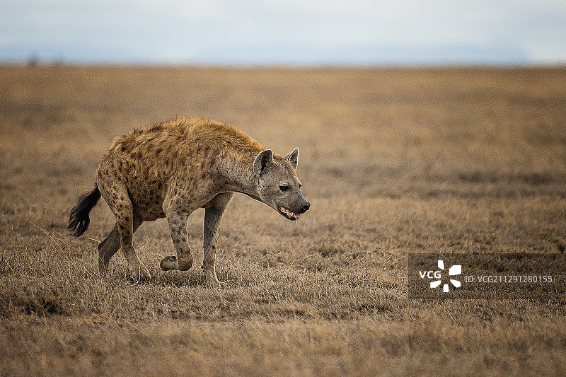 非洲坦桑尼亚塞伦盖蒂大草原上的一只鬣狗母的hyena图片素材