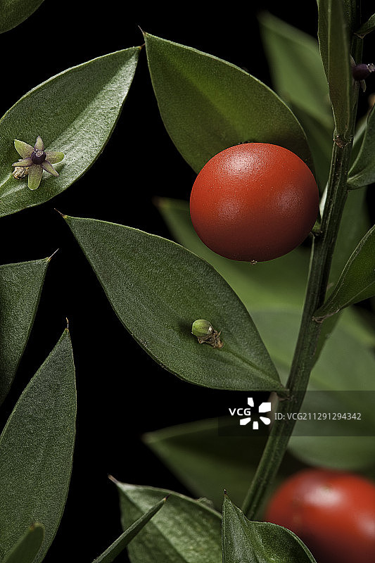 百劳金雀（欧洲万年青）- 果实和花图片素材