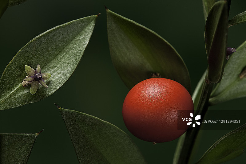 百劳金雀（欧洲万年青）- 果实和花图片素材