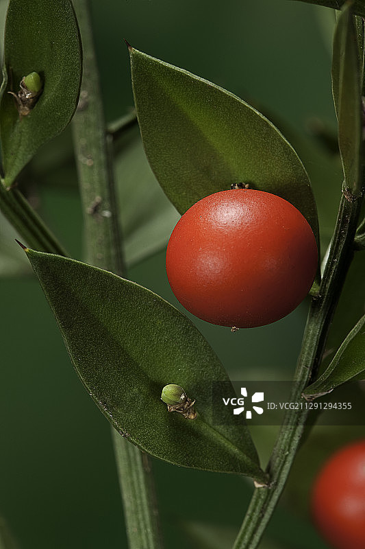 百劳金雀（箱冬青）- 果实图片素材