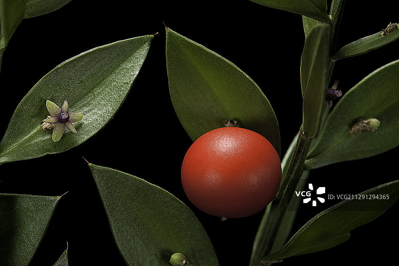 百劳金雀（欧洲万年青）- 果实和花图片素材