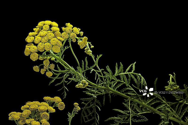 普通艾菊图片素材