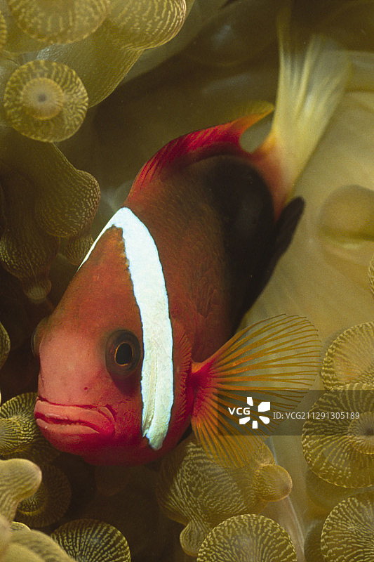 番茄小丑鱼与海葵共生图片素材