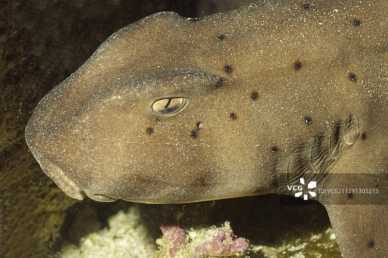 角鲨特写图片素材