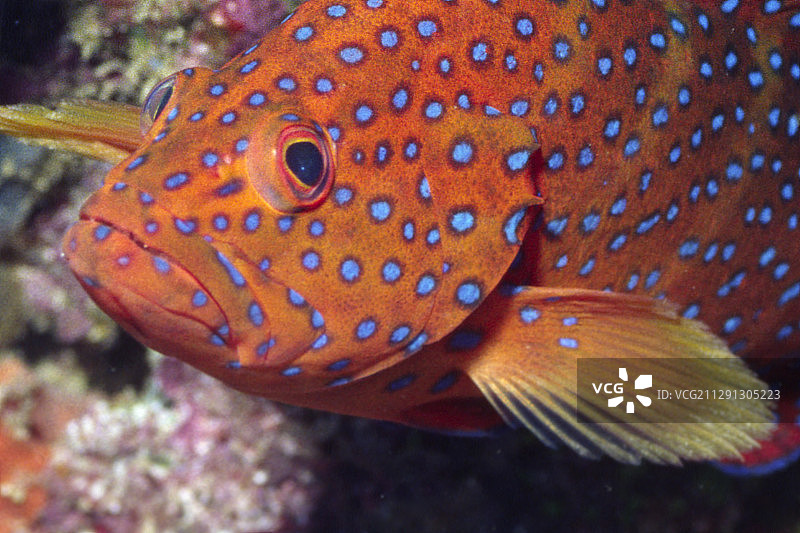 珊瑚鳕鱼特写图片素材