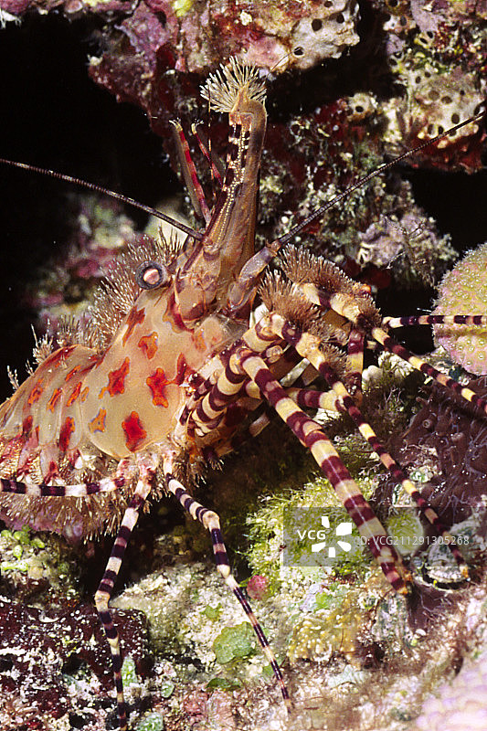 大理石虾特写图片素材