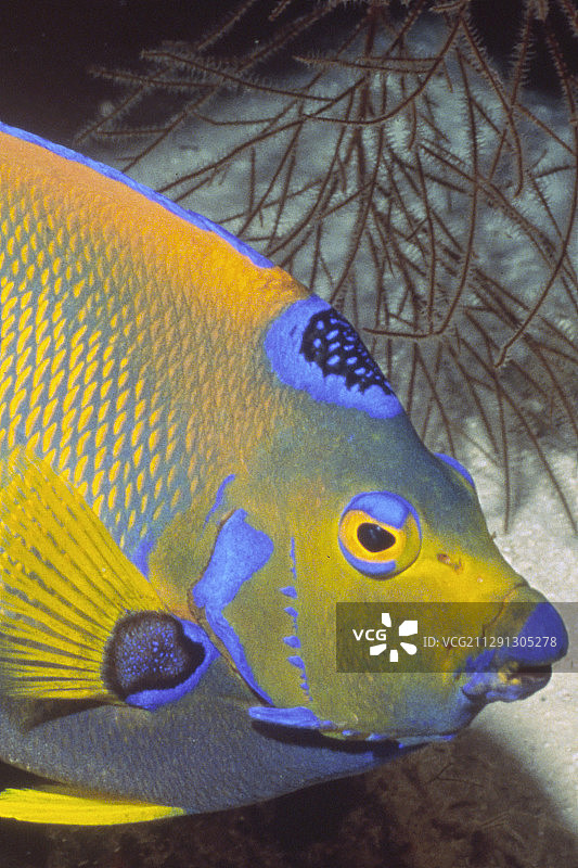 蓝美人鱼特写图片素材