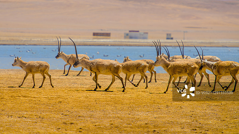 藏羚羊图片素材