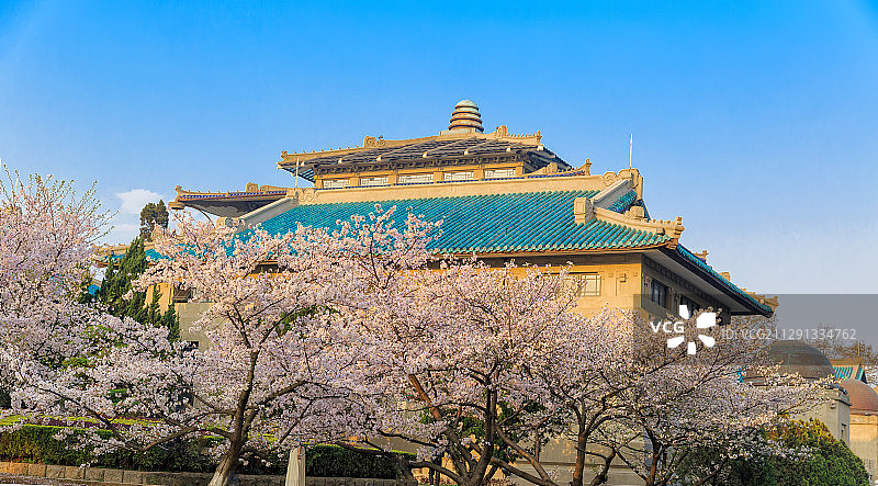 武汉大学行政楼边樱花图片素材