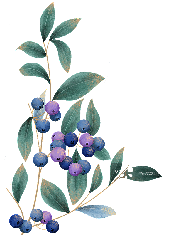 小清新植物水果图片素材