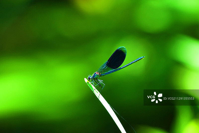 草尖小憩的蓝豆娘图片素材