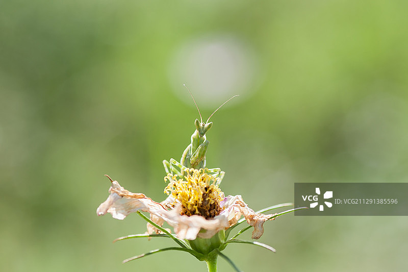 眼斑螳螂若虫图片素材