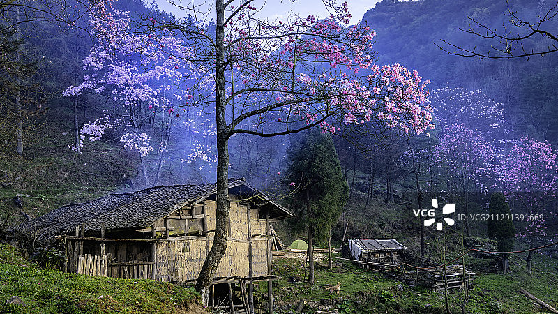 藏王山寨，辛夷仙境图片素材