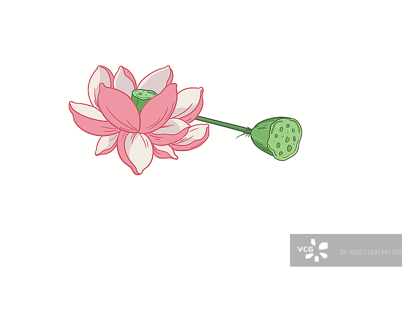荷花图片素材