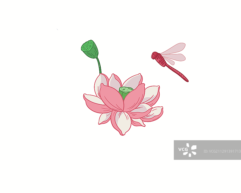 荷花图片素材
