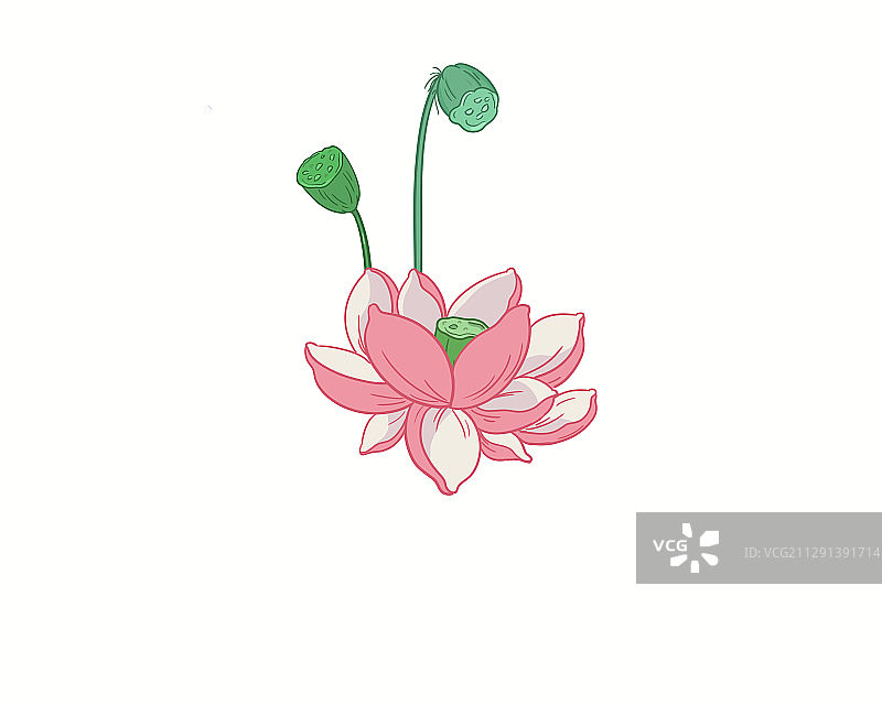 荷花图片素材