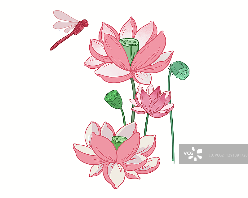 荷花图片素材