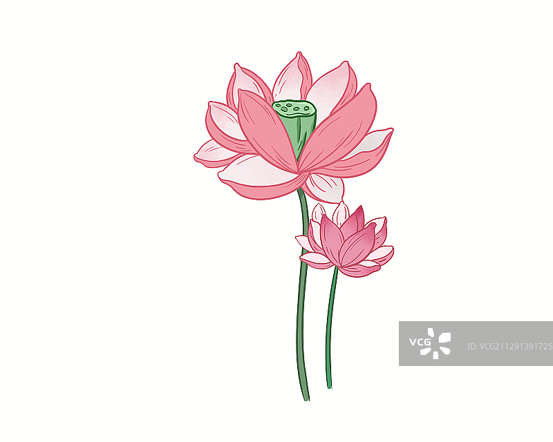 荷花图片素材