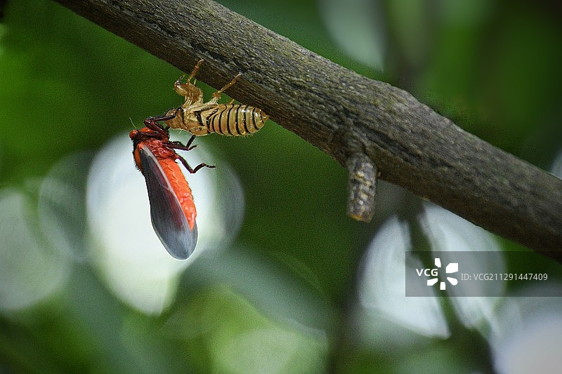【今日看点啥】黑翅红蝉图片素材
