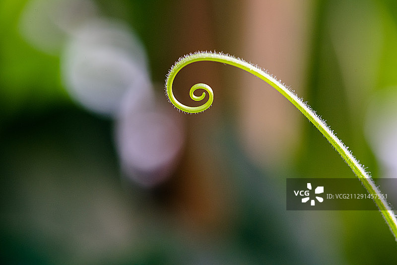 植物的成长图片素材