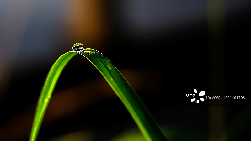 一滴露珠，静静地卧于清晨的绿草上，阳光穿越，将远处的物象倒映图片素材