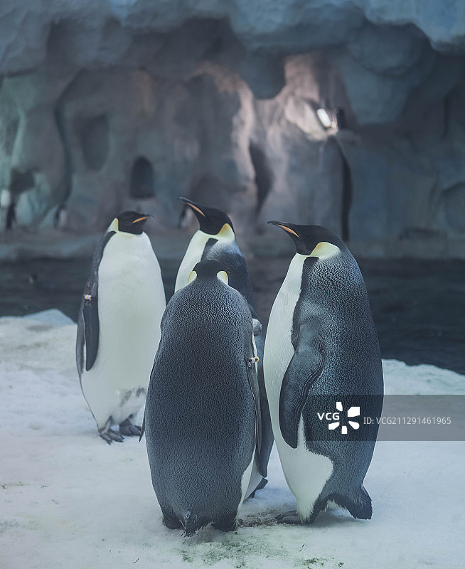 极地世界图片素材