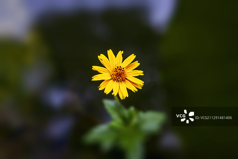 蟛蜞菊图片素材