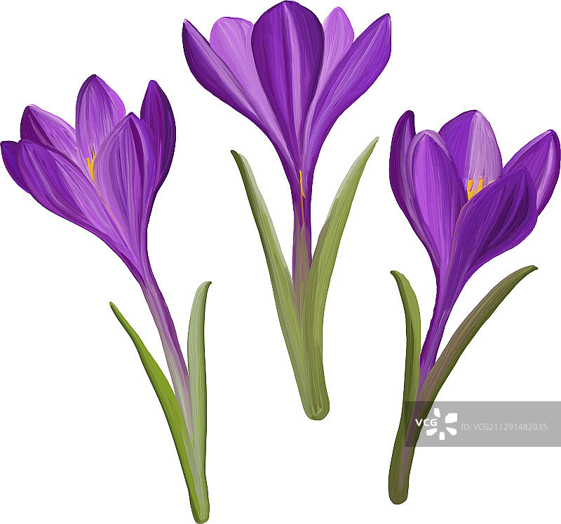 春天里手绘的番红花图片素材
