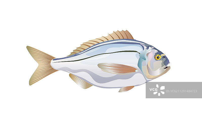 大西洋鲯鳅鱼（白色背景）图片素材