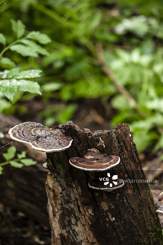 森林中的野生灵芝图片素材