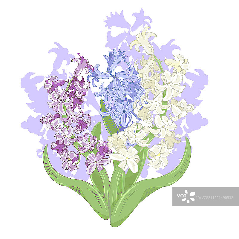 白色背景上盛开的风信子春季花朵图片素材