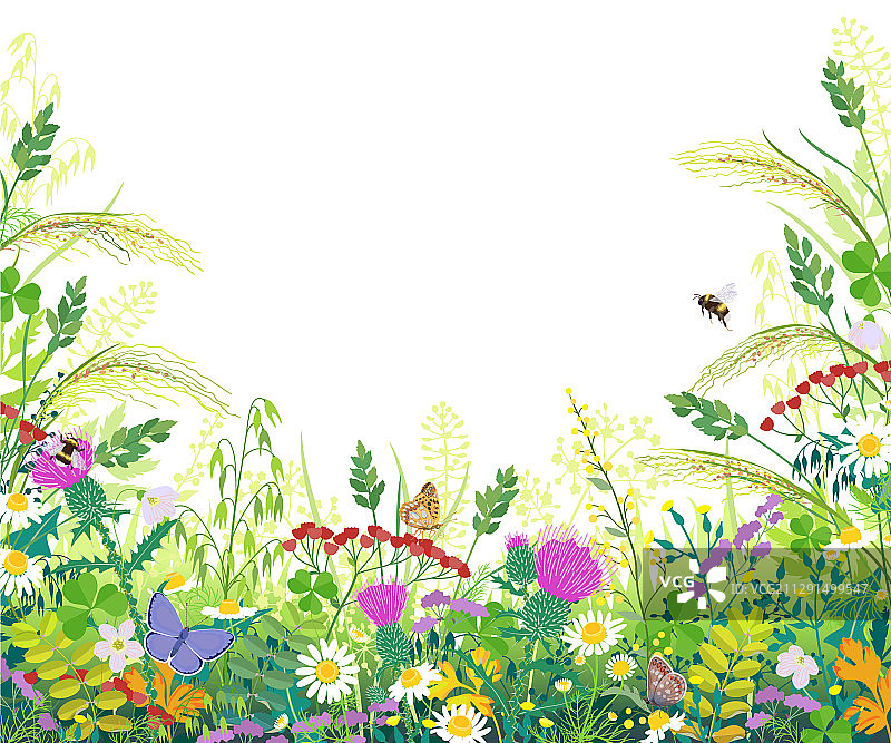 夏季草甸植物彩色边框图片素材