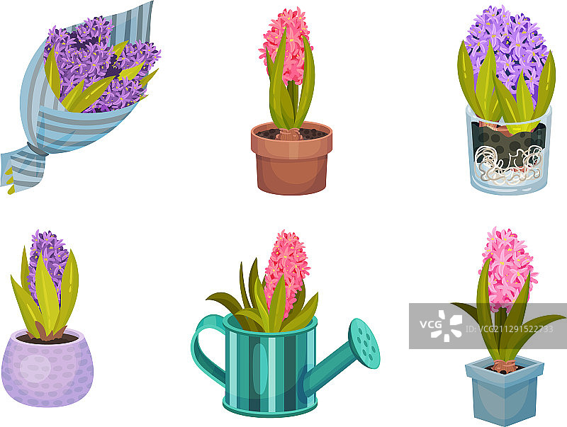 在花盆中生长的风信子球茎植物图片素材