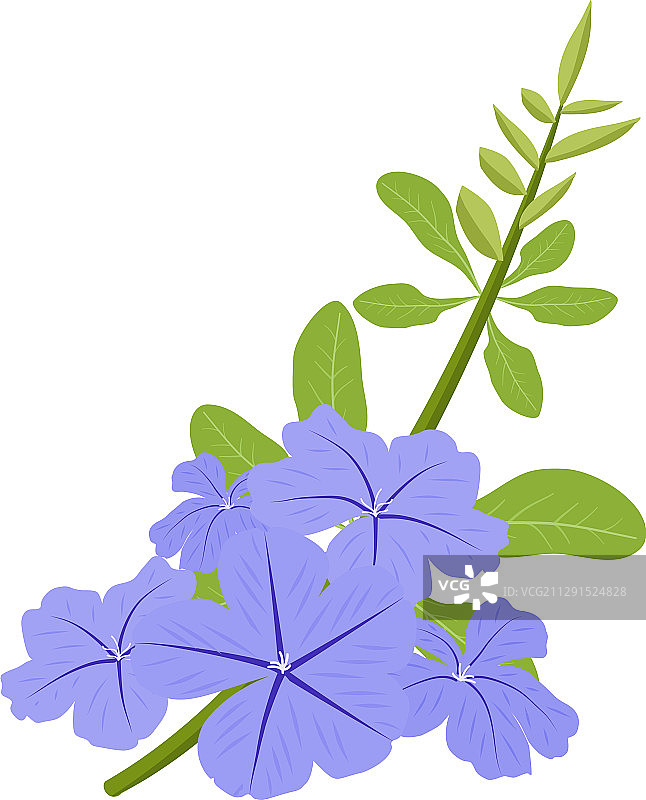 蓝雪花盛开的绿叶图片素材