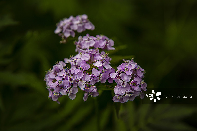 秦岭植物百科系列－诸葛菜，喜欢光和阴凉的环境下生长。图片素材