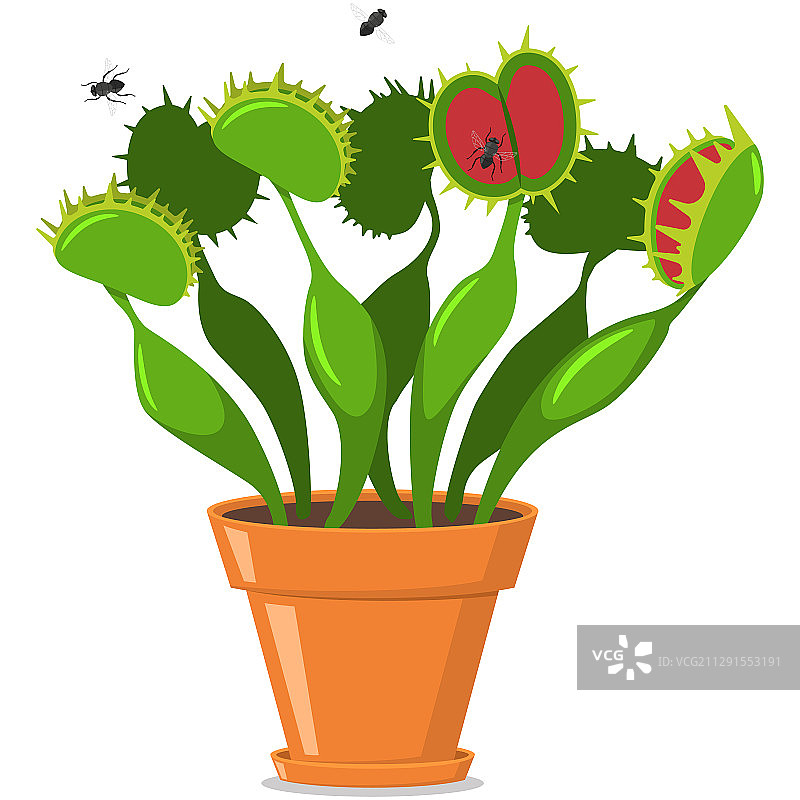 捕蝇草图标图片素材