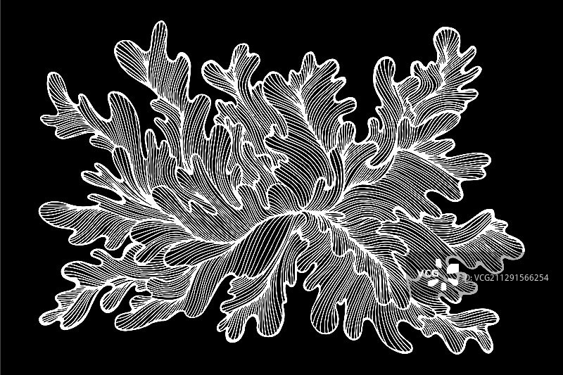 超现实抽象装饰植物图案白色背景图片素材