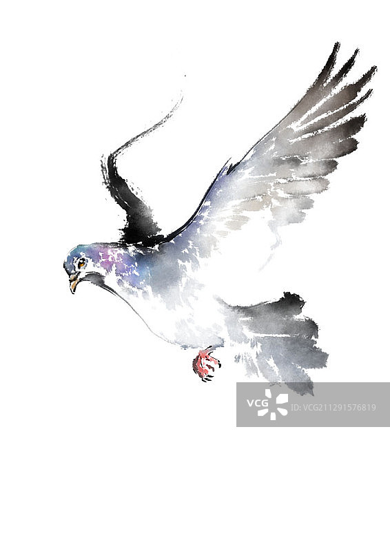 水墨画：白色背景上的鸽子图片素材